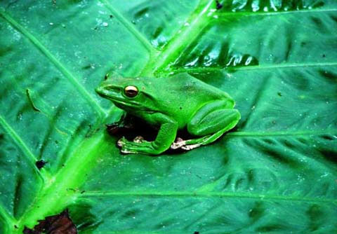 Picture 10 of Asia's largest tree frog hides in the forest of Vietnam