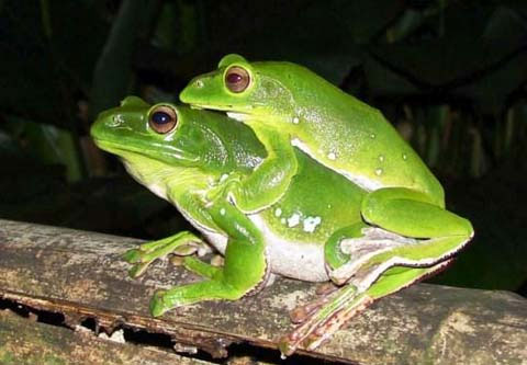 Picture 7 of Asia's largest tree frog hides in the forest of Vietnam