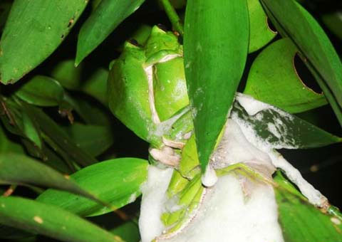Picture 8 of Asia's largest tree frog hides in the forest of Vietnam