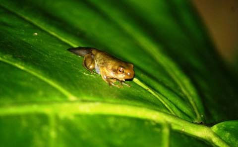 Picture 9 of Asia's largest tree frog hides in the forest of Vietnam
