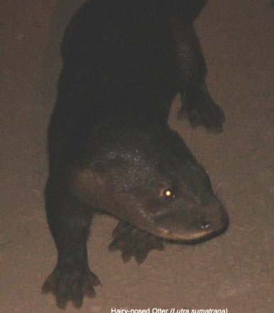 Picture 1 of Asia's most rare otter is found in Vietnam