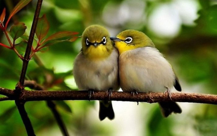 Picture 3 of Ask easy, difficult to answer: Why do birds sing?