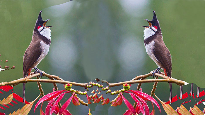 Picture 4 of Ask easy, difficult to answer: Why do birds sing?