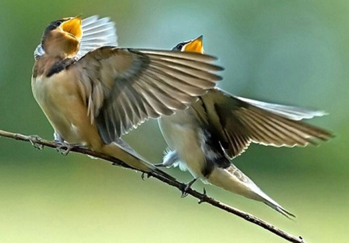 Picture 5 of Ask easy, difficult to answer: Why do birds sing?