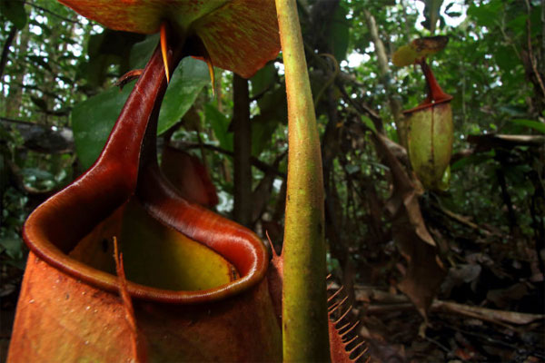 Picture 1 of Assassins plant warmth on Borneo island
