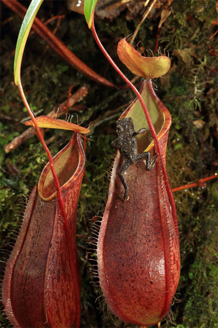 Picture 2 of Assassins plant warmth on Borneo island