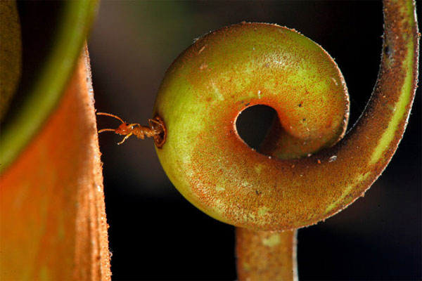 Picture 4 of Assassins plant warmth on Borneo island