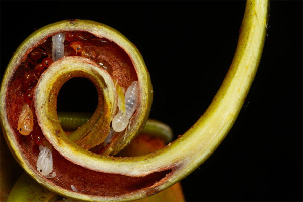 Picture 5 of Assassins plant warmth on Borneo island
