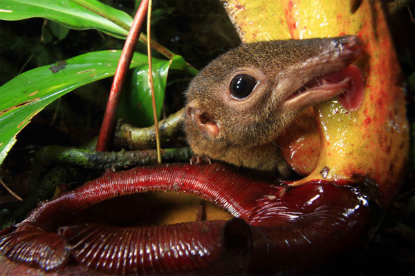 Picture 6 of Assassins plant warmth on Borneo island