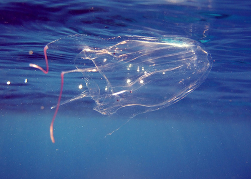 Picture 1 of Assassins throughout the ocean