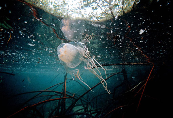 Picture 4 of Assassins throughout the ocean
