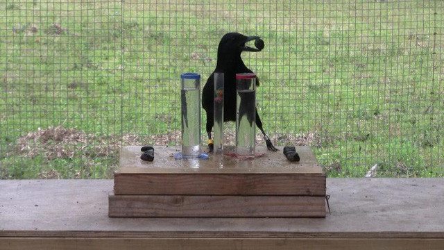 Picture 1 of Astonishing intelligence of crows