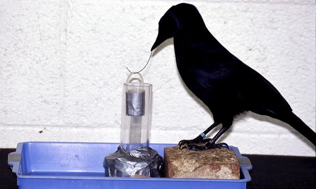 Picture 2 of Astonishing intelligence of crows