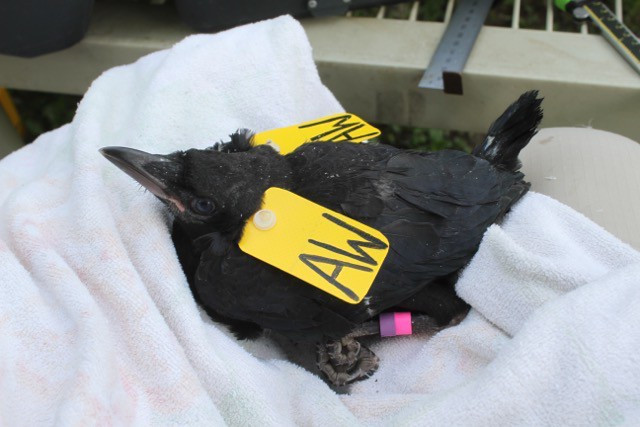 Picture 3 of Astonishing intelligence of crows