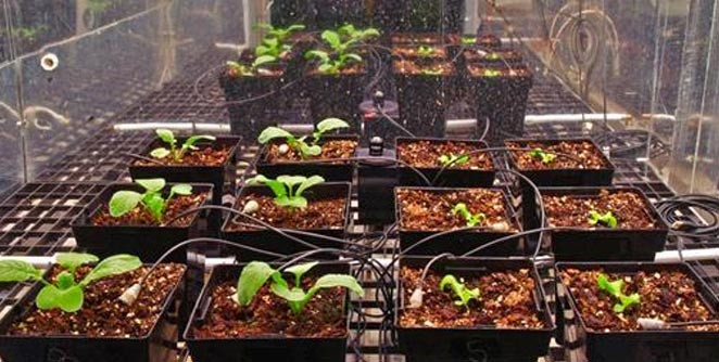 Picture 1 of Astronauts are about to eat green vegetables grown in space