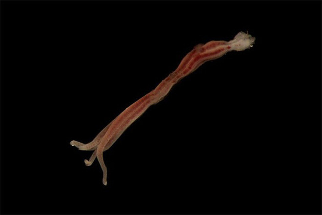 Picture 10 of At a depth of nearly 5000m, the ocean contains creatures like stepping out of horror movies