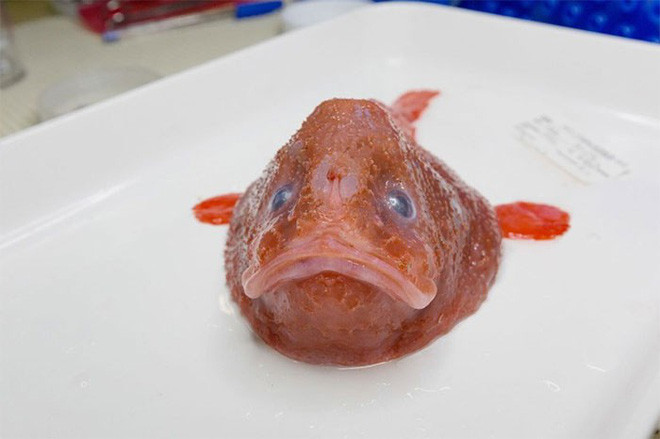 Picture 3 of At a depth of nearly 5000m, the ocean contains creatures like stepping out of horror movies