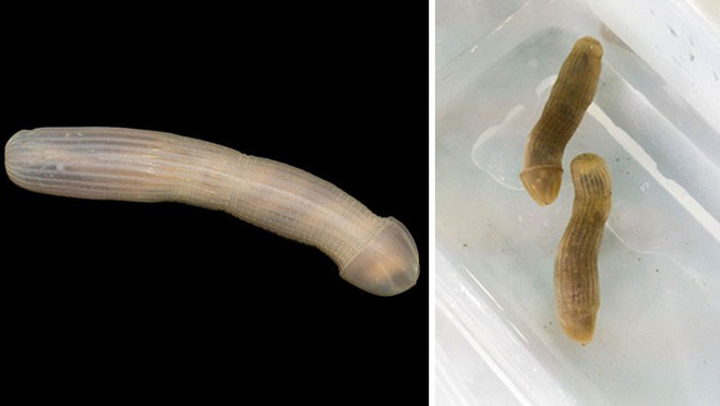 Picture 4 of At a depth of nearly 5000m, the ocean contains creatures like stepping out of horror movies