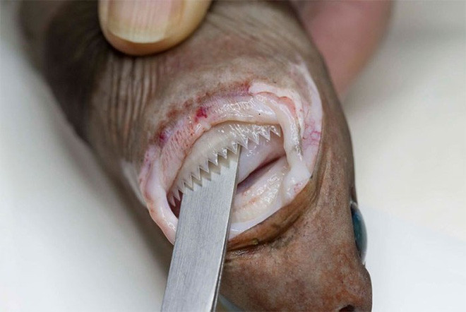 Picture 5 of At a depth of nearly 5000m, the ocean contains creatures like stepping out of horror movies