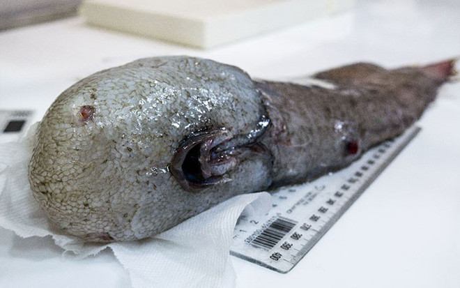 Picture 7 of At a depth of nearly 5000m, the ocean contains creatures like stepping out of horror movies