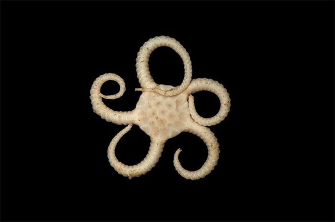 Picture 8 of At a depth of nearly 5000m, the ocean contains creatures like stepping out of horror movies