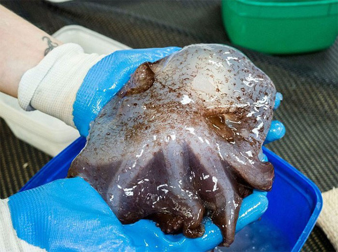 Picture 9 of At a depth of nearly 5000m, the ocean contains creatures like stepping out of horror movies