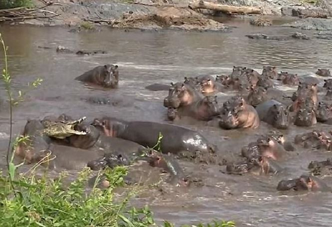 Picture 1 of At the ban of hippopotamus, crocodiles are beaten