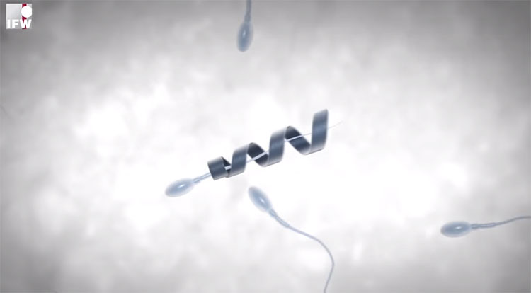 Picture 1 of Attach 'motor' to the tail of weak sperm to cure infertility