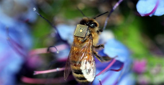 Picture 1 of Attach tiny sensors to honey bees
