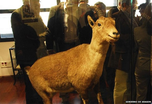 Picture 1 of Attempt to revive extinct mountain goats