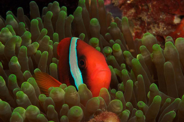 Picture 5 of Attended by 10 sea creatures with funny names