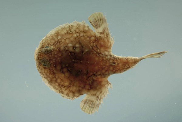 Picture 6 of Attended by 10 sea creatures with funny names
