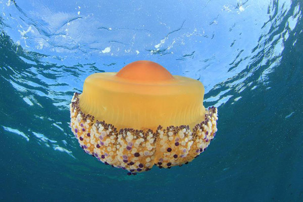 Picture 7 of Attended by 10 sea creatures with funny names