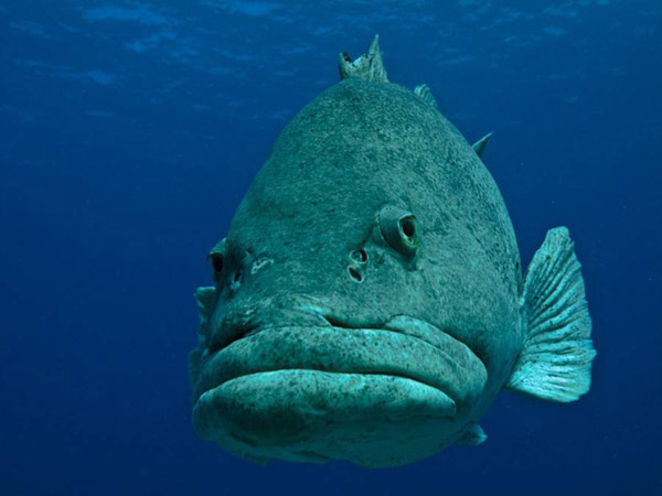 Picture 8 of Attended by 10 sea creatures with funny names