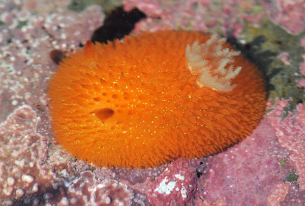 Picture 9 of Attended by 10 sea creatures with funny names