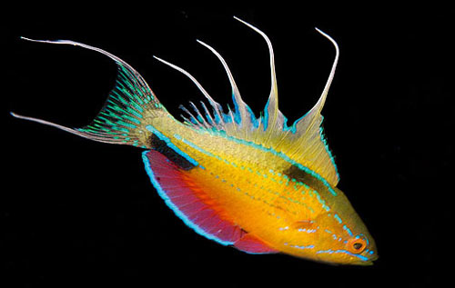 Picture 3 of Auction to be named for fish