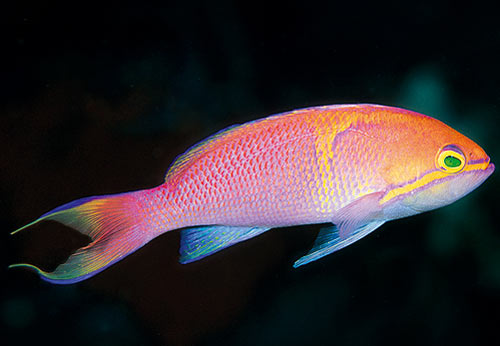 Picture 7 of Auction to be named for fish