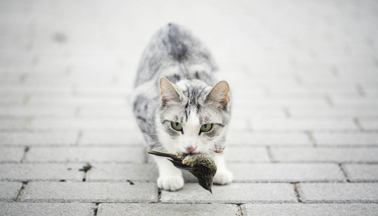 Picture 1 of Australia alarms the risk of cats destroying birds