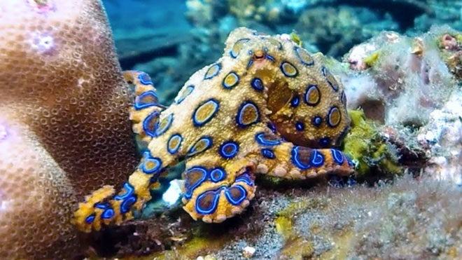 Picture 3 of Australia: All the world's most dangerous venom species are gathered here!