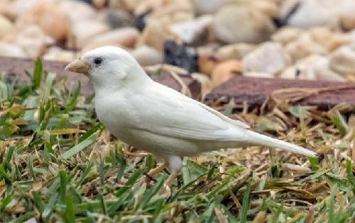 Australia appears rare albino finches