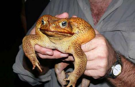 Picture 1 of Australia: Catch a giant