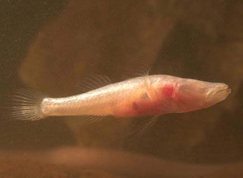 Picture 1 of Australia: discover 850 new creatures underground