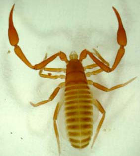 Picture 2 of Australia: discover 850 new creatures underground