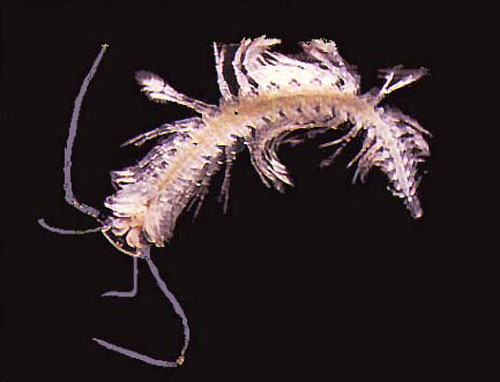 Picture 3 of Australia: discover 850 new creatures underground