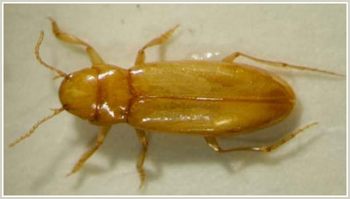 Picture 5 of Australia: discover 850 new creatures underground