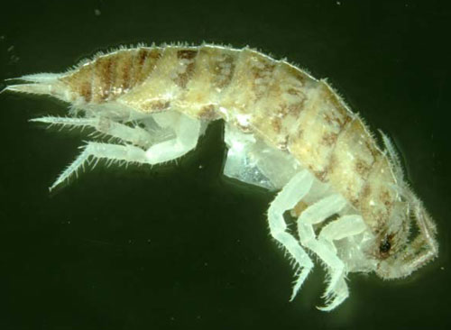 Picture 6 of Australia: discover 850 new creatures underground