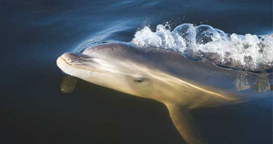 Picture 1 of Australia found new dolphins in the Melbourne region
