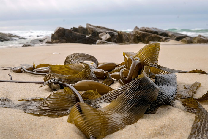 Picture 2 of Australia record hot, the sea into a 'hot pot' cooked many creatures