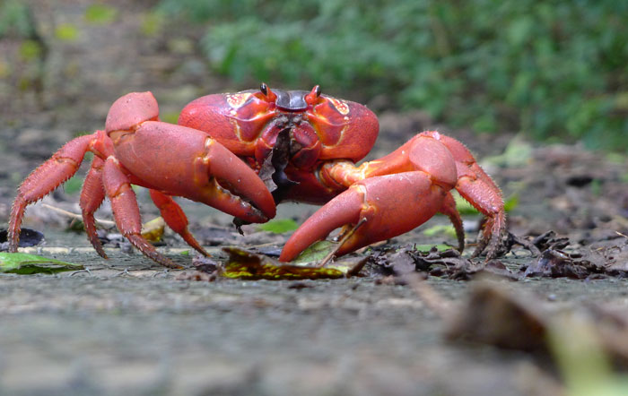 Picture 1 of Australia: Red crabs are in danger because of oil spills