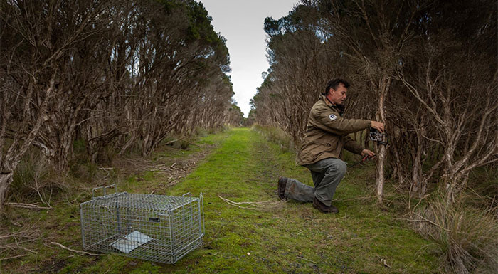 Picture 7 of Australia relocated people to make room for tiny penguins